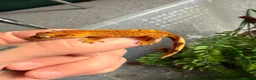 Mixed Breed reptiles for sale: Baby crested gecko available now - Advert 1