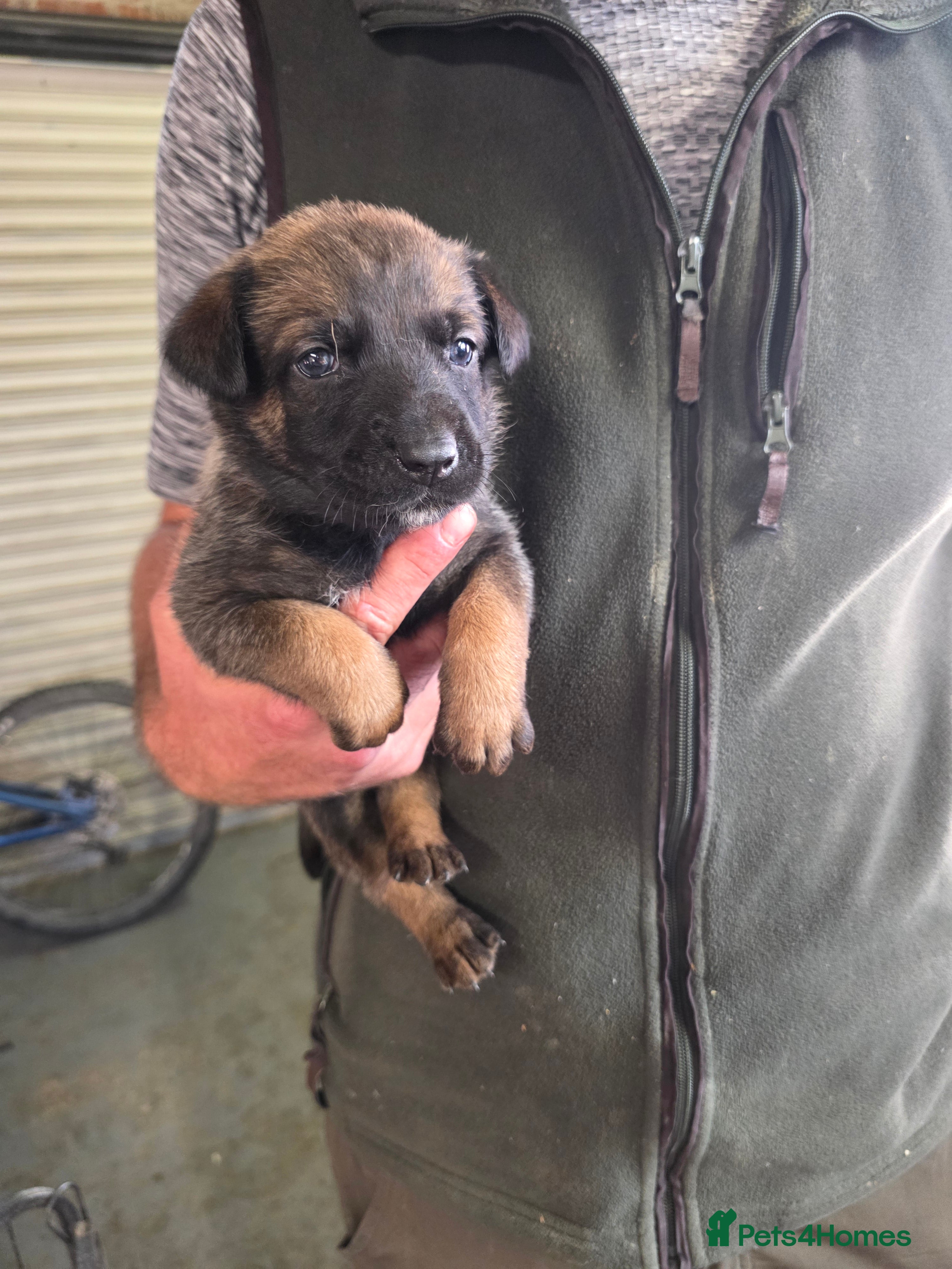 Belgian Shepherd Dog dogs 🔥🔥LAMPAK9 🇧🇪  Belgian Malinois 🔥🔥 - Advert 2