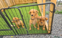Labrador Retriever dogs for sale: KC Registered labradores ready to leave  - Image 30