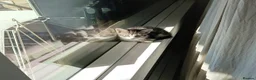 European cats for sale: Grey and white tappy domestic shorthair for sale in London - Advert 5