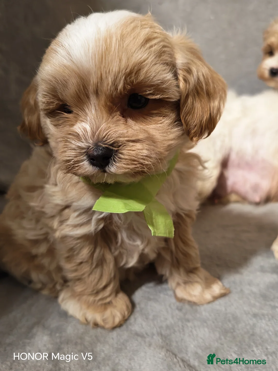 Maltipoo dogs for sale: Toy Maltipoo Puppies  - Advert 25