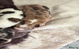 Mixed Breed dogs for sale: Lurcher pups  - Image 4