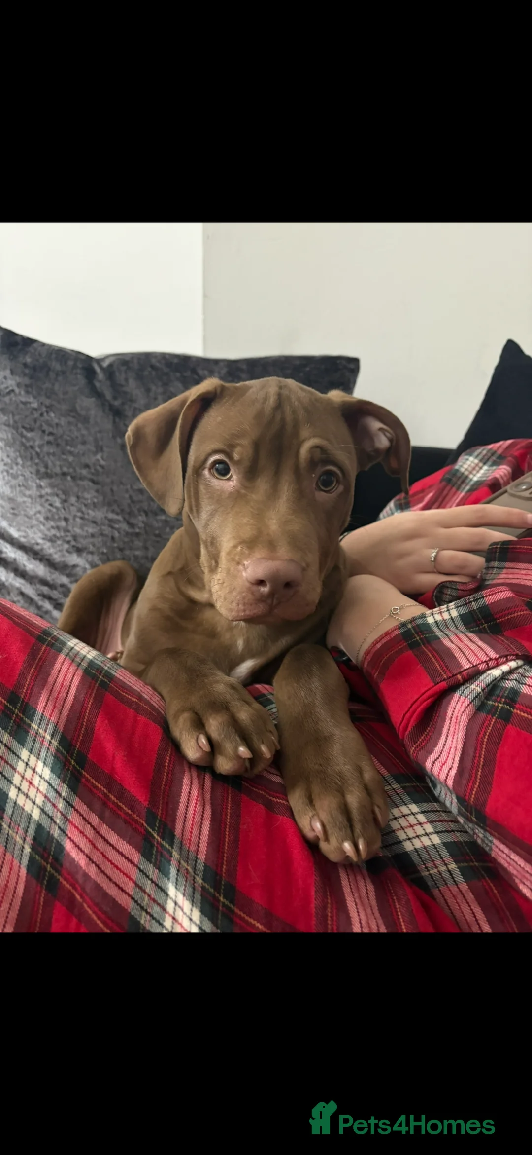 Mixed Breed dogs for sale: 5 month old beautiful boy - Advert 4