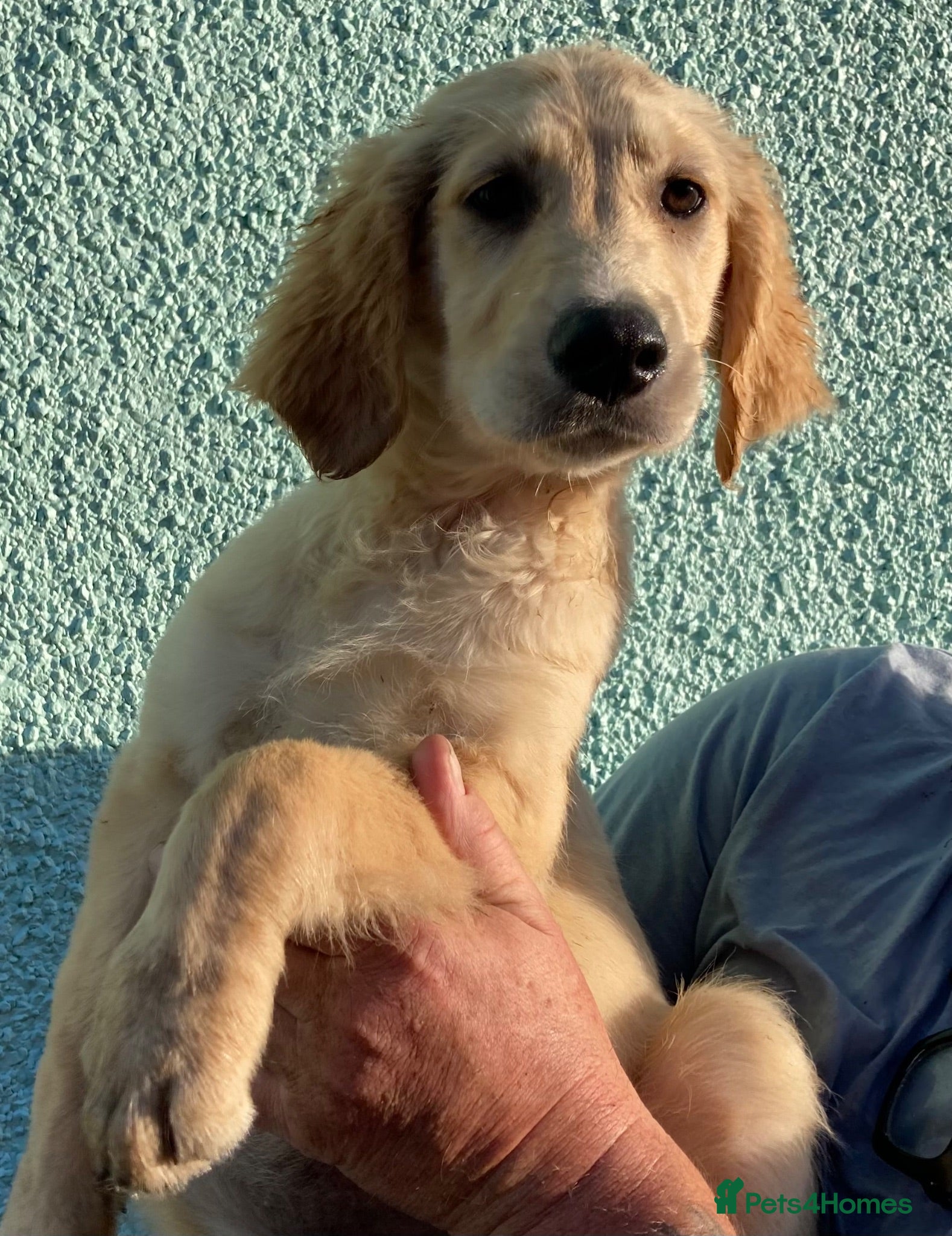 Goldendoodle dogs Goldendoodle pups Born 25 March 2026 - Advert 2