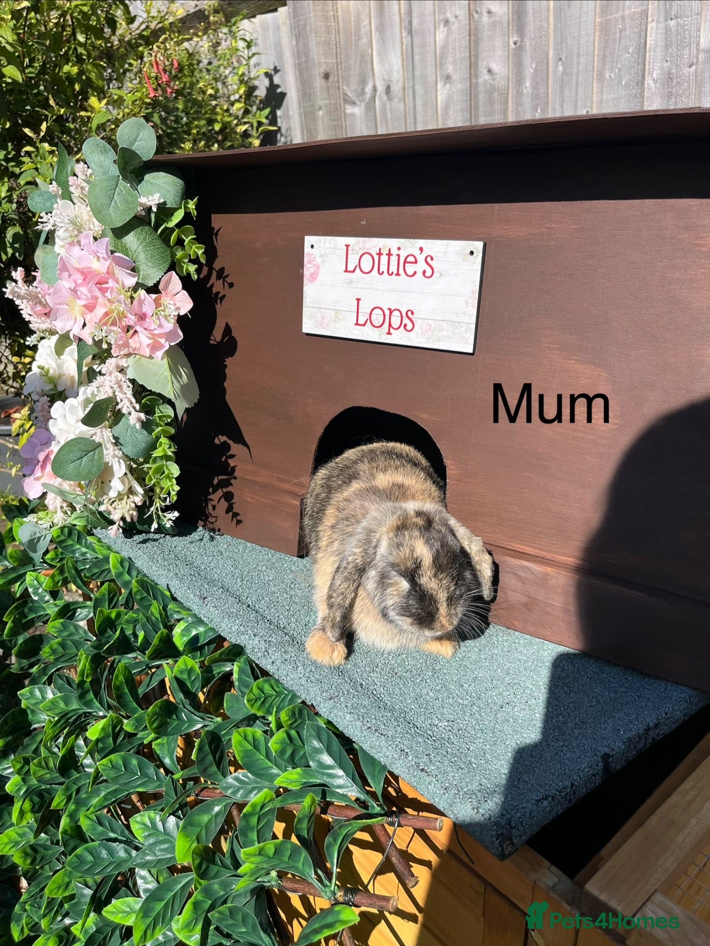 Mini Lop rabbits Mini Lops - Advert 1