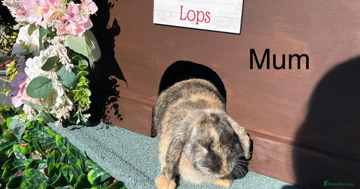 Nevada Rabbits Rabbits for Sale for sale | Pets4Homes