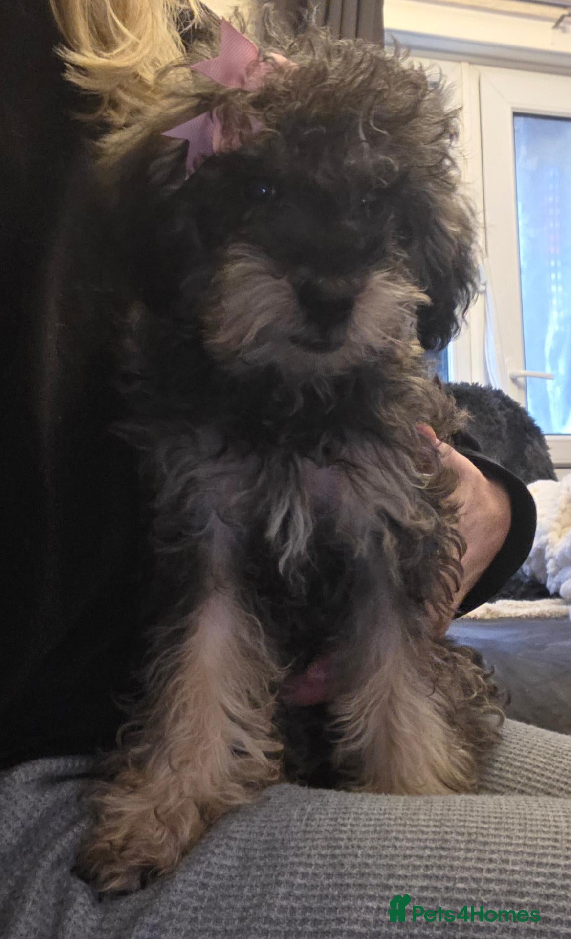 Jackapoo dogs Toy poodle 3/4 puppies  - Advert 3