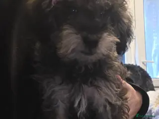 Jackapoo dogs Toy poodle 3/4 puppies - Advert 3