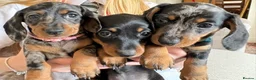 Miniature Dachshund dogs for sale: Minature Dachshund Pups - Advert 14