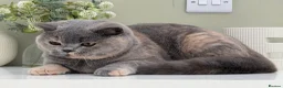 British Shorthair cats for sale: Stunning Blue Cream British - Advert 5