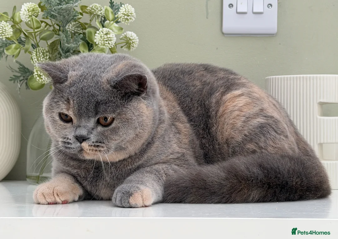 British Shorthair cats for sale: Stunning Blue Cream British - Advert 5