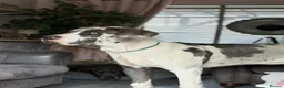 Great Dane dogs for stud: Blue harlequin Great Dane stud - Advert 10