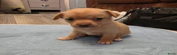 Pomchi dogs for sale: Pomchi puppies  - Advert 5