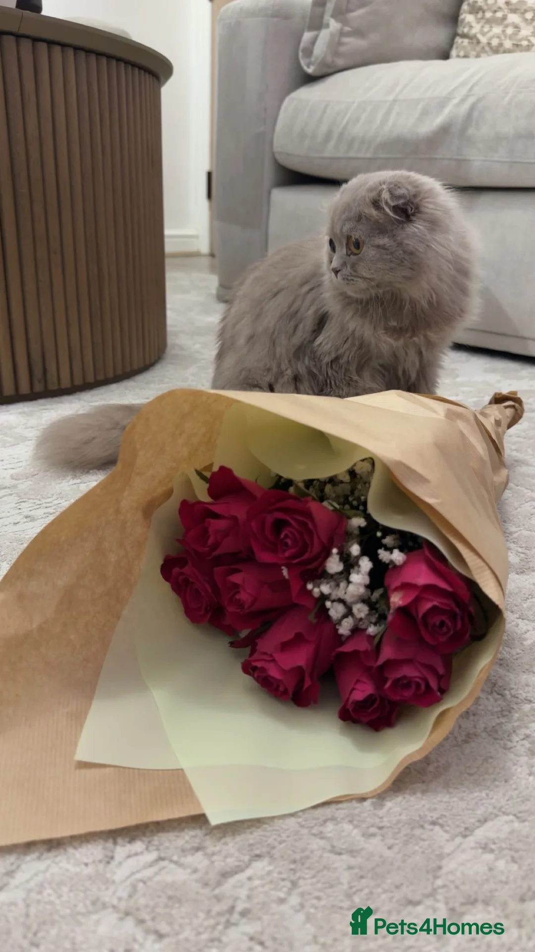 Mixed Breed cats for sale: Scottish fold British long hair mix  in Rochdale - Advert 3