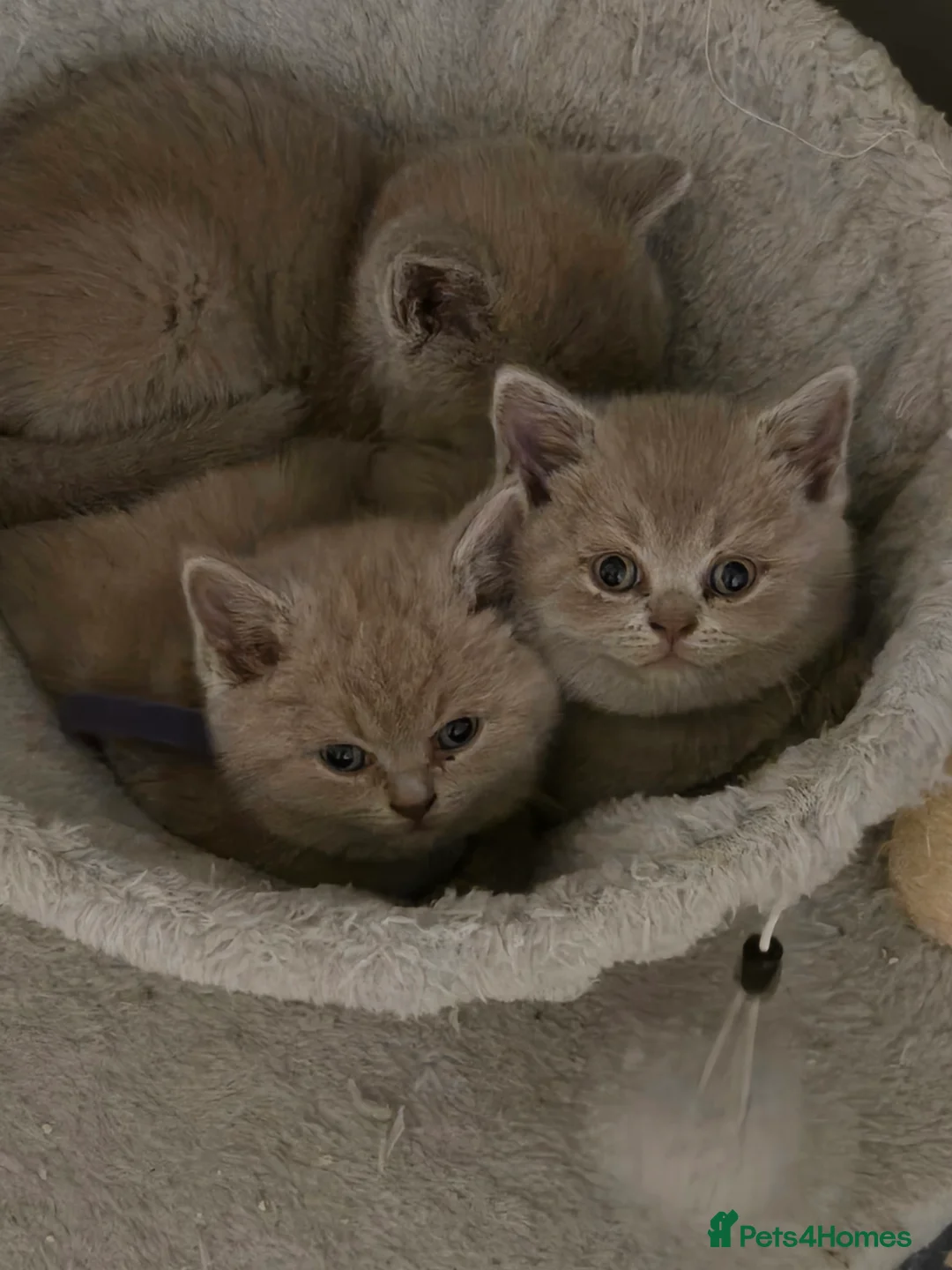 British Shorthair cats for sale: British short hair kittens  - Advert 3