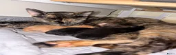 Domestic Shorthair cats for sale: Dsh kittens  - Advert 7