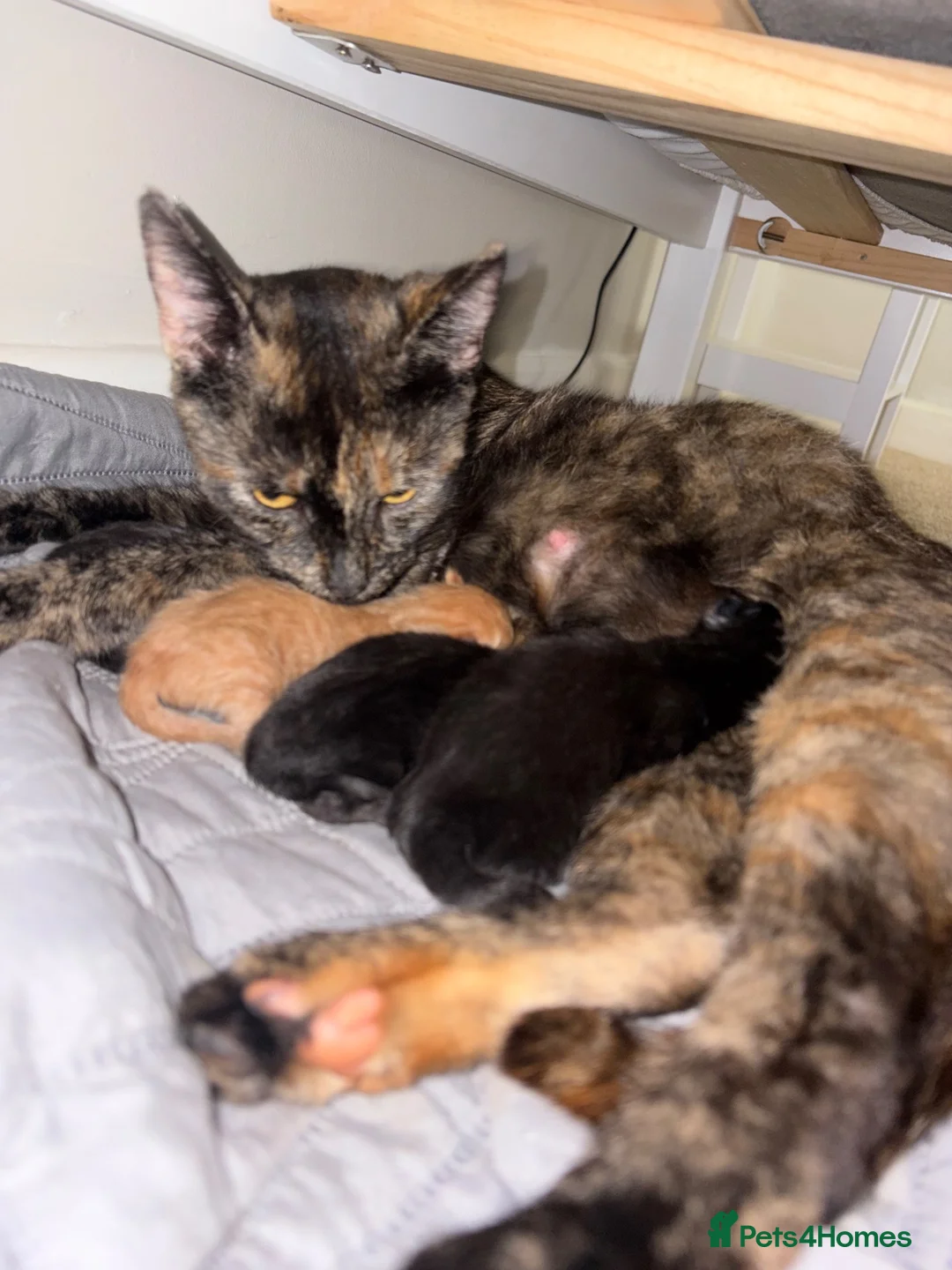Domestic Shorthair cats for sale: Dsh kittens  - Advert 7