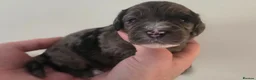 Cockapoo dogs for sale: Beautiful DNA clear Showtype F1 Cockerpoo's  - Advert 1