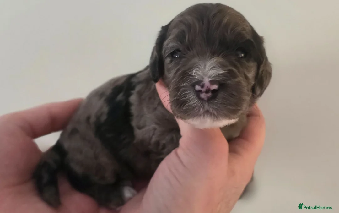 Cockapoo dogs for sale: Beautiful DNA clear Showtype F1 Cockerpoo's  - Advert 1
