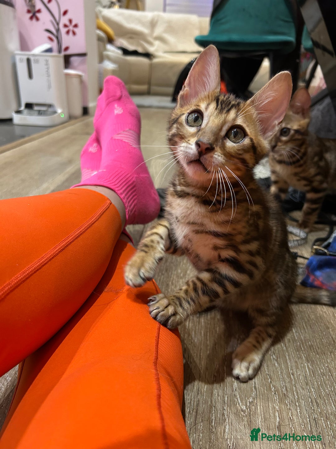 Bengal cats for sale: Champion bloodline Bengal kittens - Advert 30