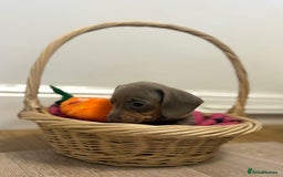 Miniature Dachshund dogs for sale: Minature dachshund pups  - Image 6