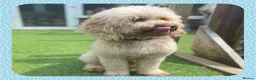 Miniature Poodle dogs for stud: KC Apricot Miniature Poodle STUD in Christchurch - Advert 4
