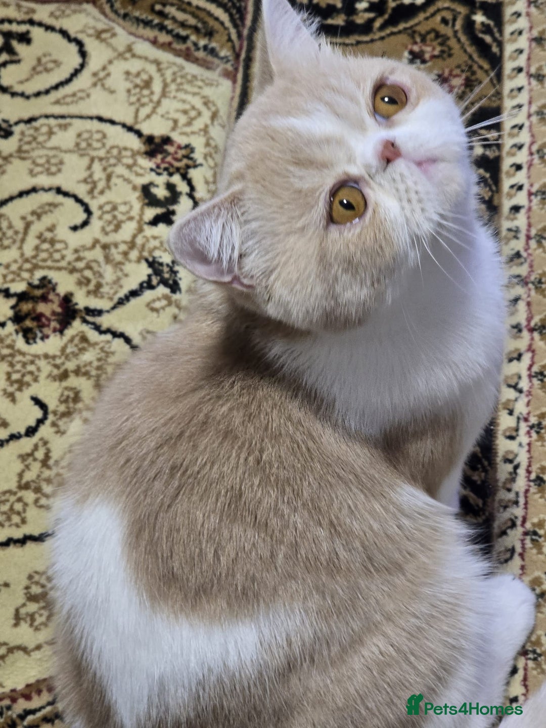 Exotic cats for sale: Cream and White Pedigree Exotic Shorthair in London - Image 5