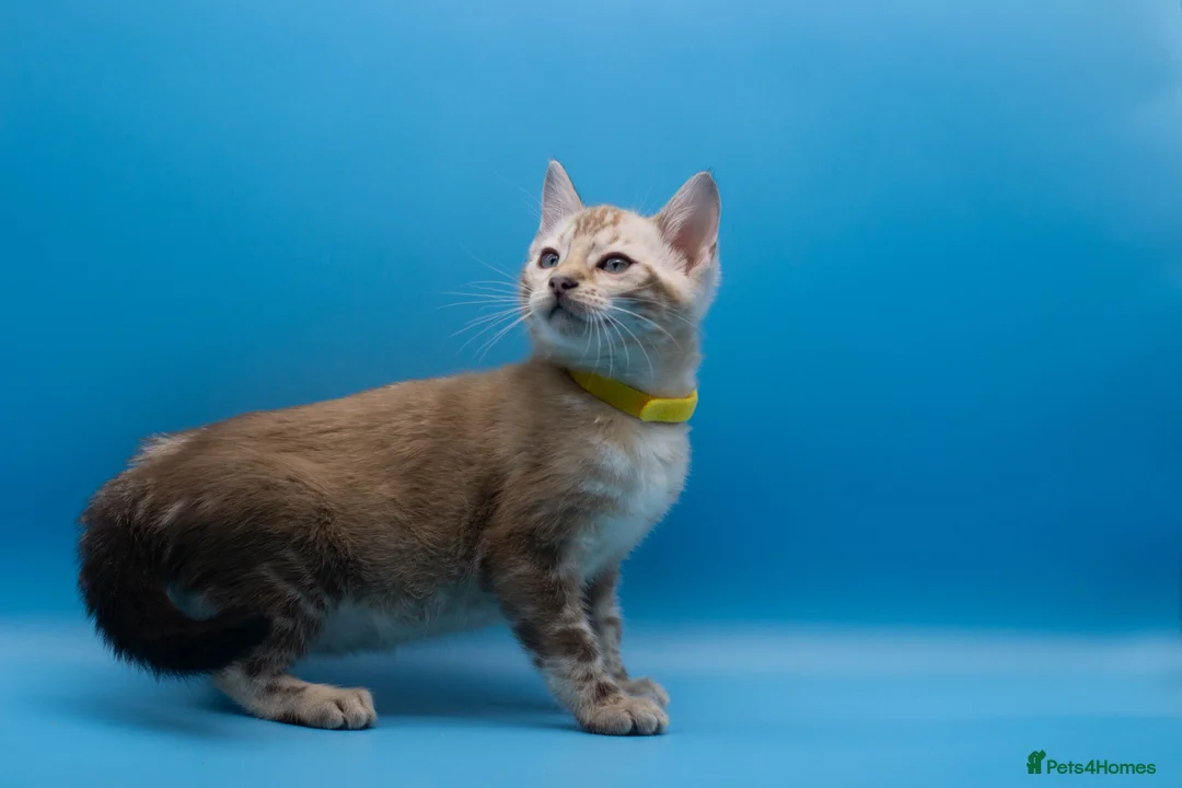 Bengal cats for sale: TICA Registered Snow Lynx Bengals–Open Reservation - Advert 2