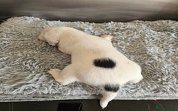 Beagle dogs for sale: BEAGLE X SPANIEL MIX PUPPIES - Image 11