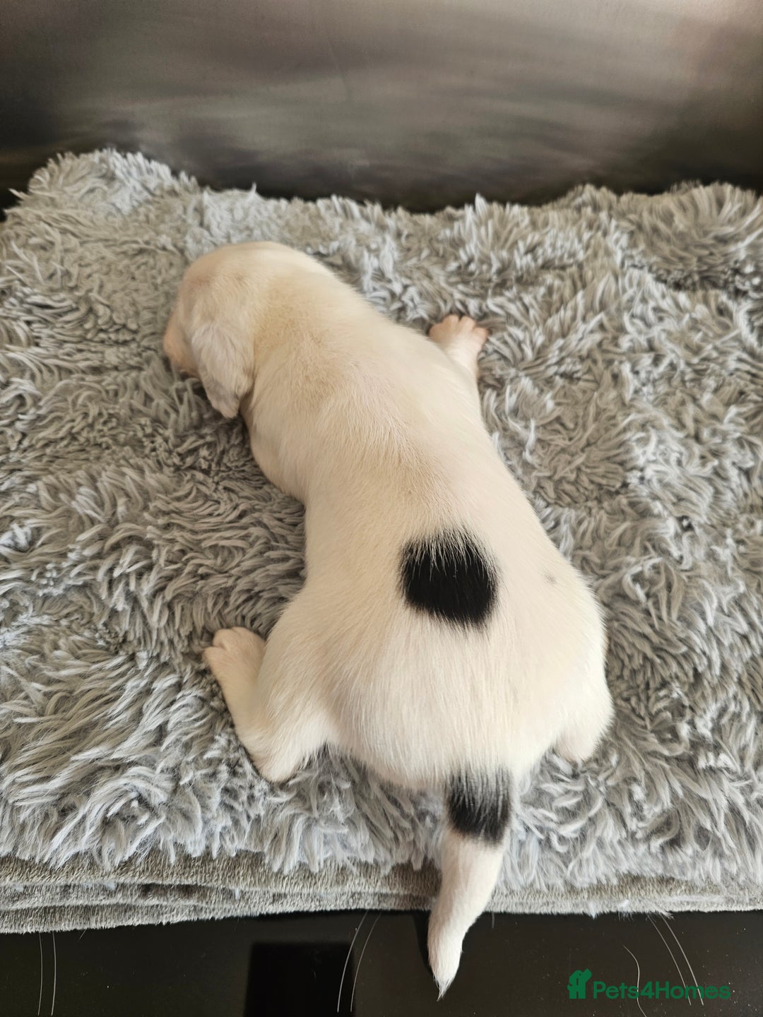 Beagle dogs for sale: BEAGLE X SPANIEL MIX PUPPIES - Image 11