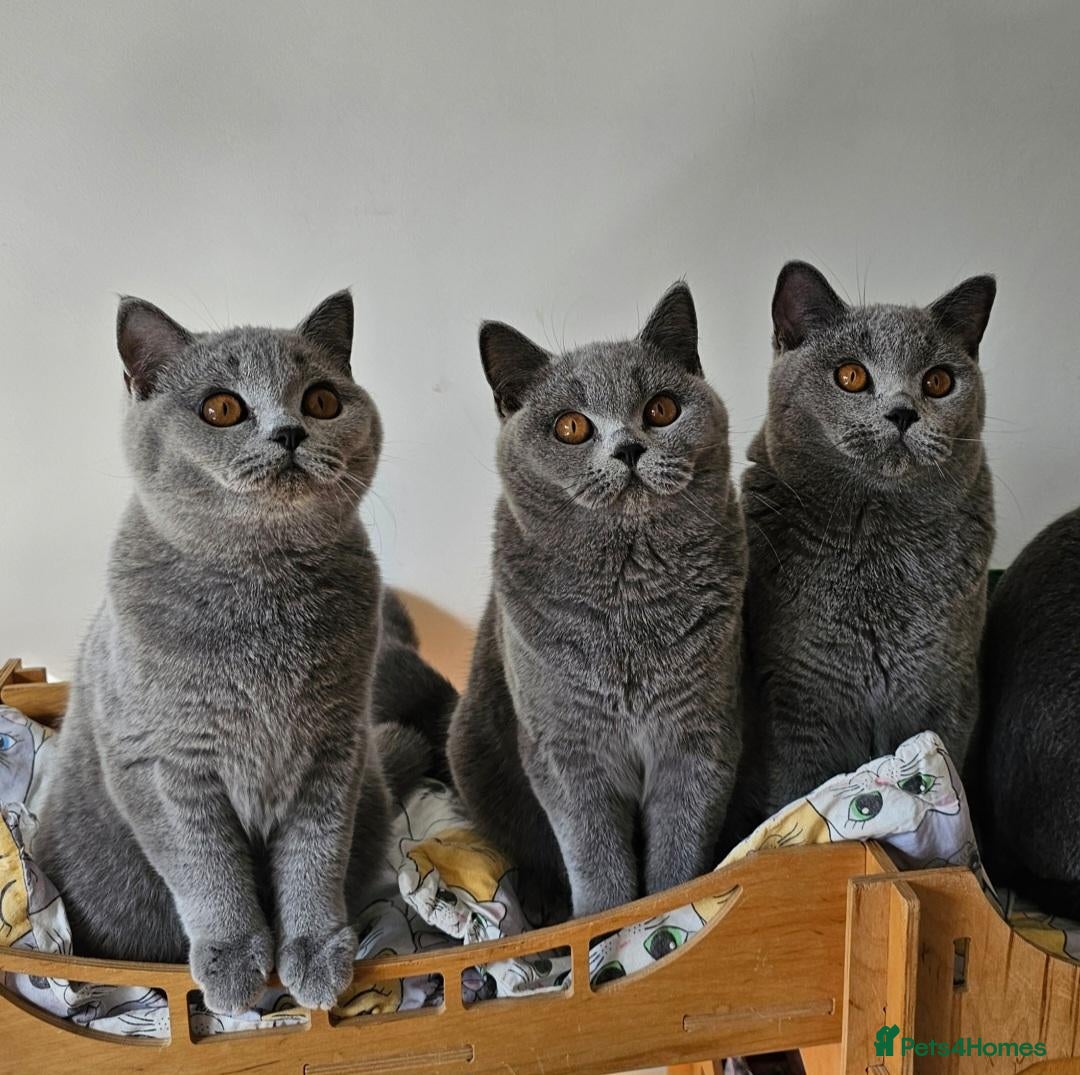British Shorthair cats Stunning healthy BSH kittens - Advert 1