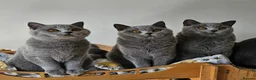 British Shorthair cats for sale: Stunning healthy BSH kittens - Advert 1