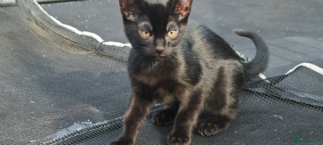 Mixed Breed cats for sale: kittens gorgeous kittens for sale  - Image 6