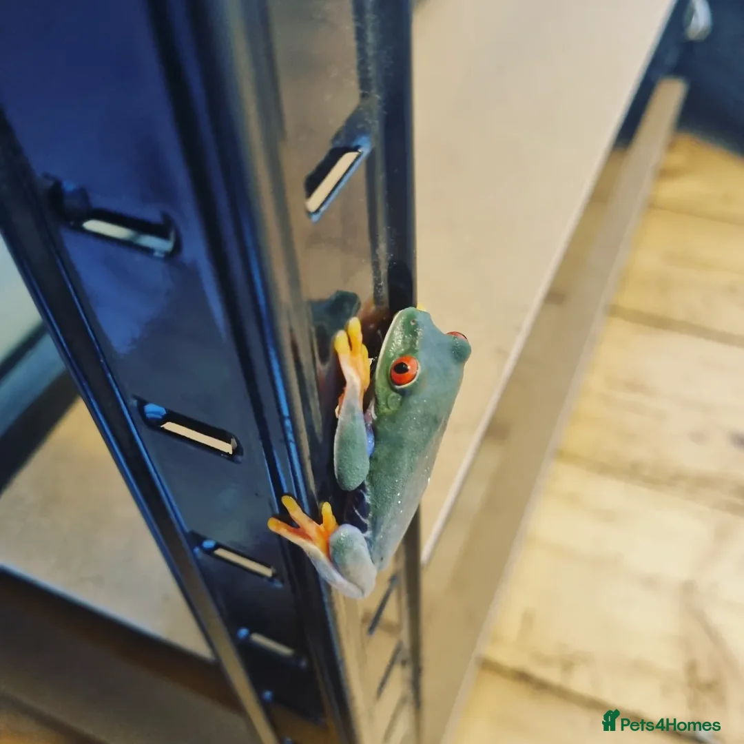 Frog reptiles for sale: Red Eyed Tree Frog - Advert 2