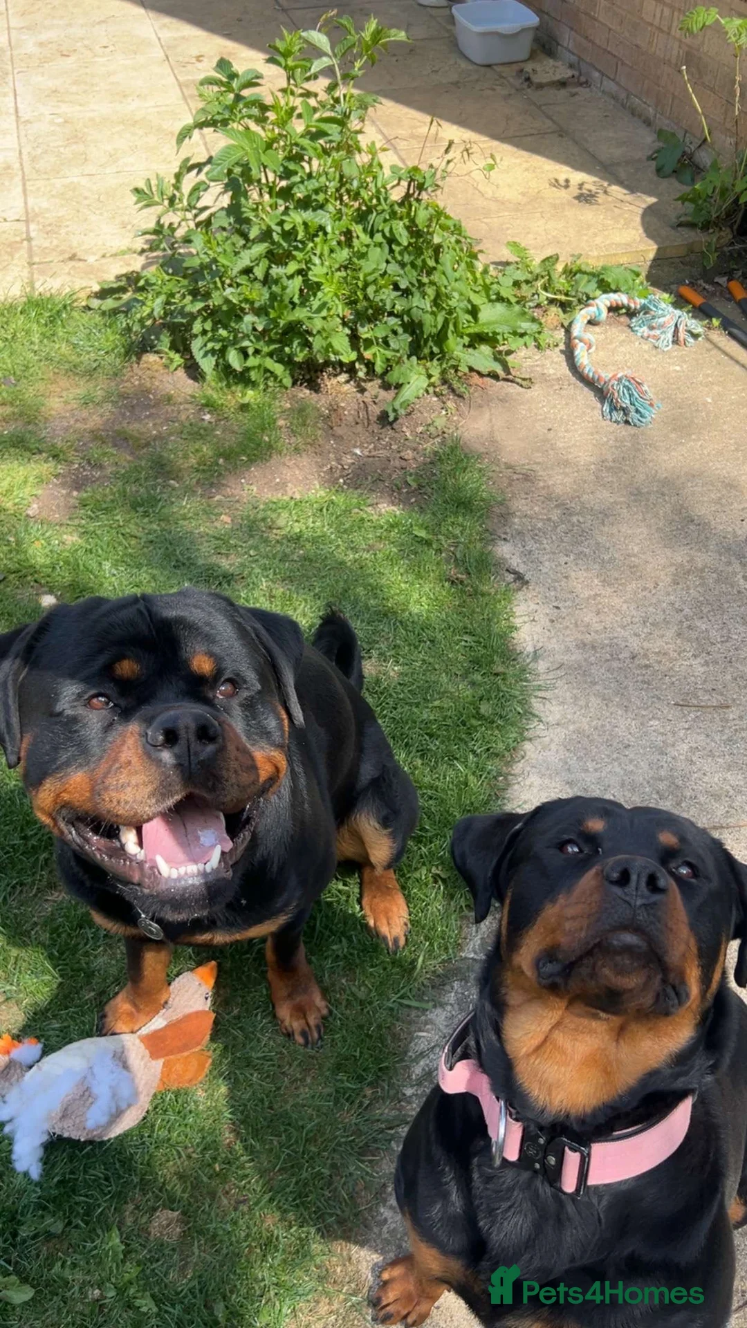 Rottweiler dogs for stud: HEALTH TESTED & HIP/ELBOW SCORED KC REG STUD in Witney - Advert 10