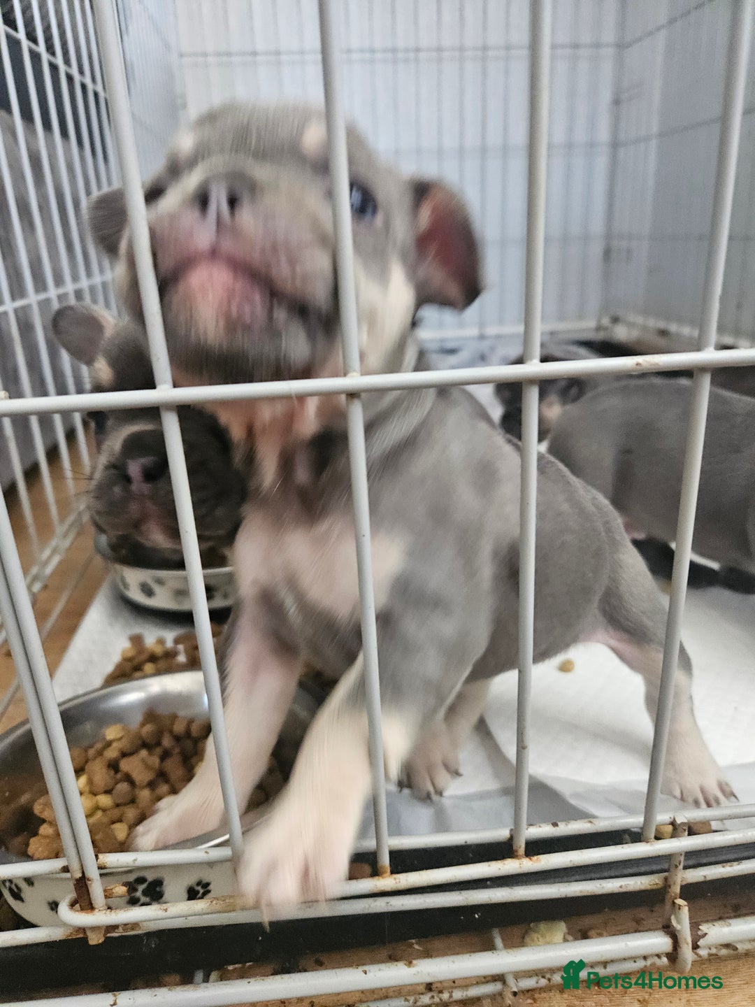 French Bulldog dogs for sale: Gorgeous frenchie pups  - Image 4