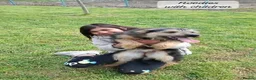 Mixed Breed dogs for adoption: Noodle, 11 months approx. Available for adoption. - Advert 9