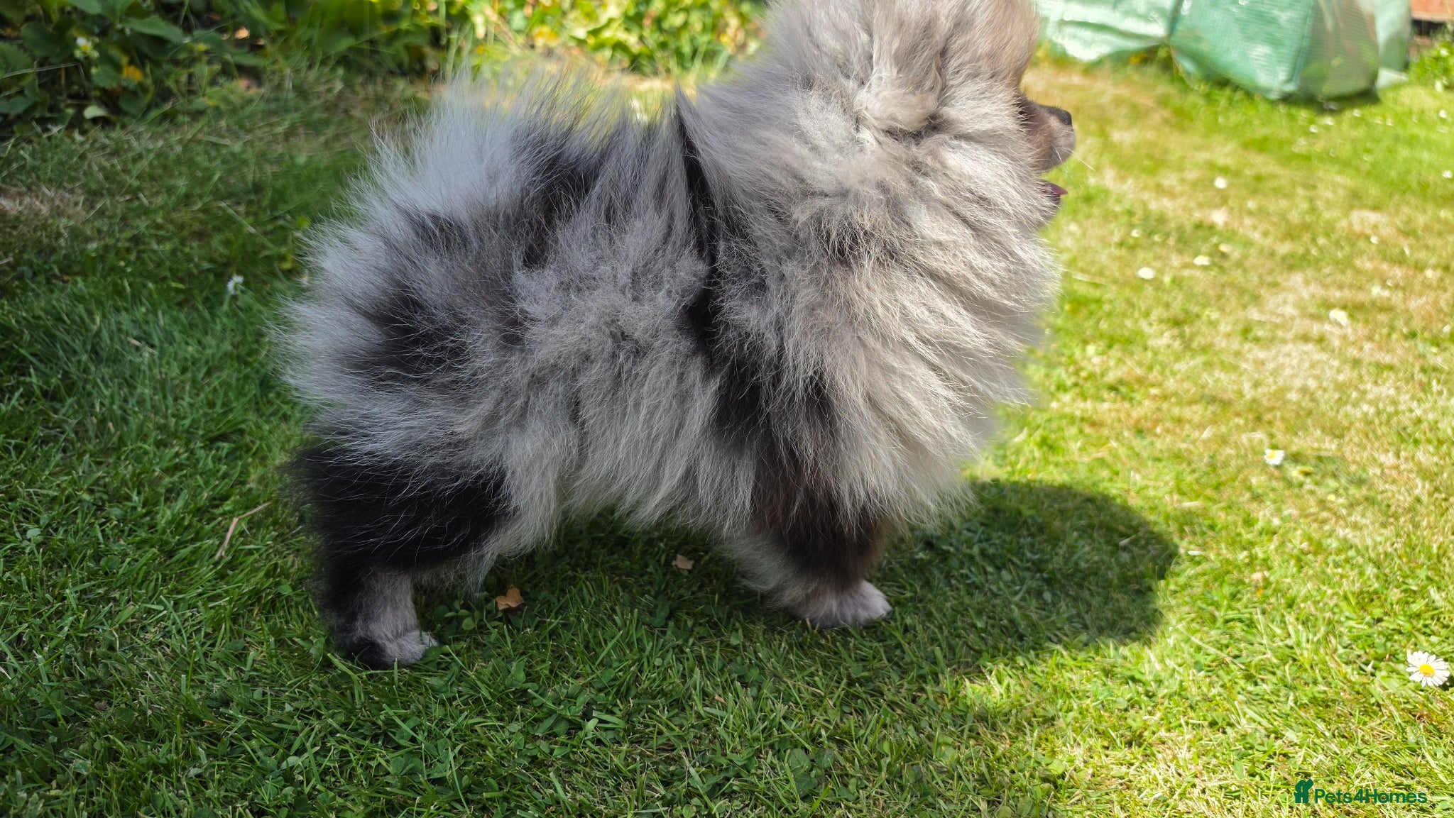 Pomeranian dogs for sale: Pomeranian puppies home raised  - Advert 11