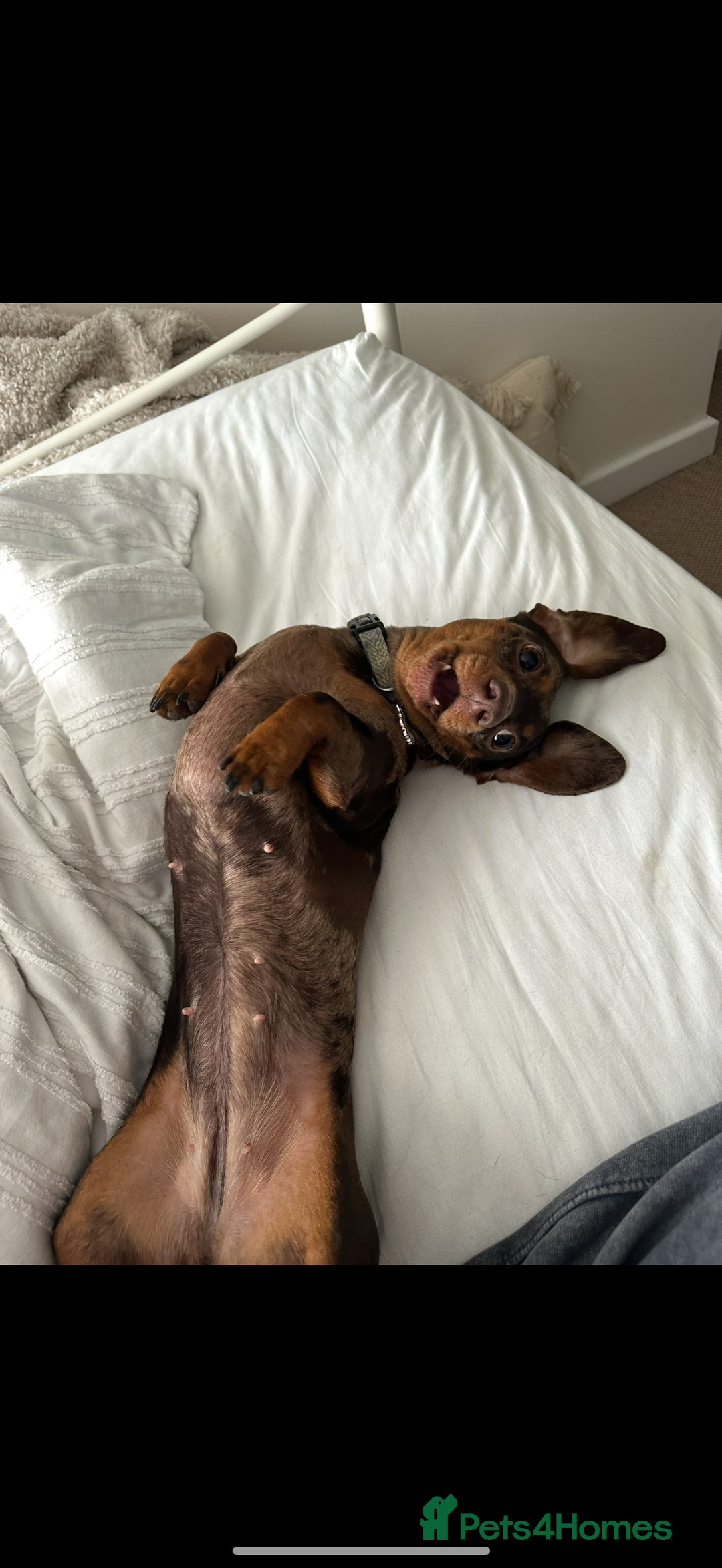 Dachshund dogs for sale: Miniature Chocolate Dapple Dachshund Bitch  - Image 15