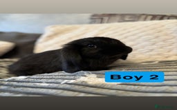 Mini Lop rabbits for sale: 4 Gorgeous Holland Lops😍 - Image 7