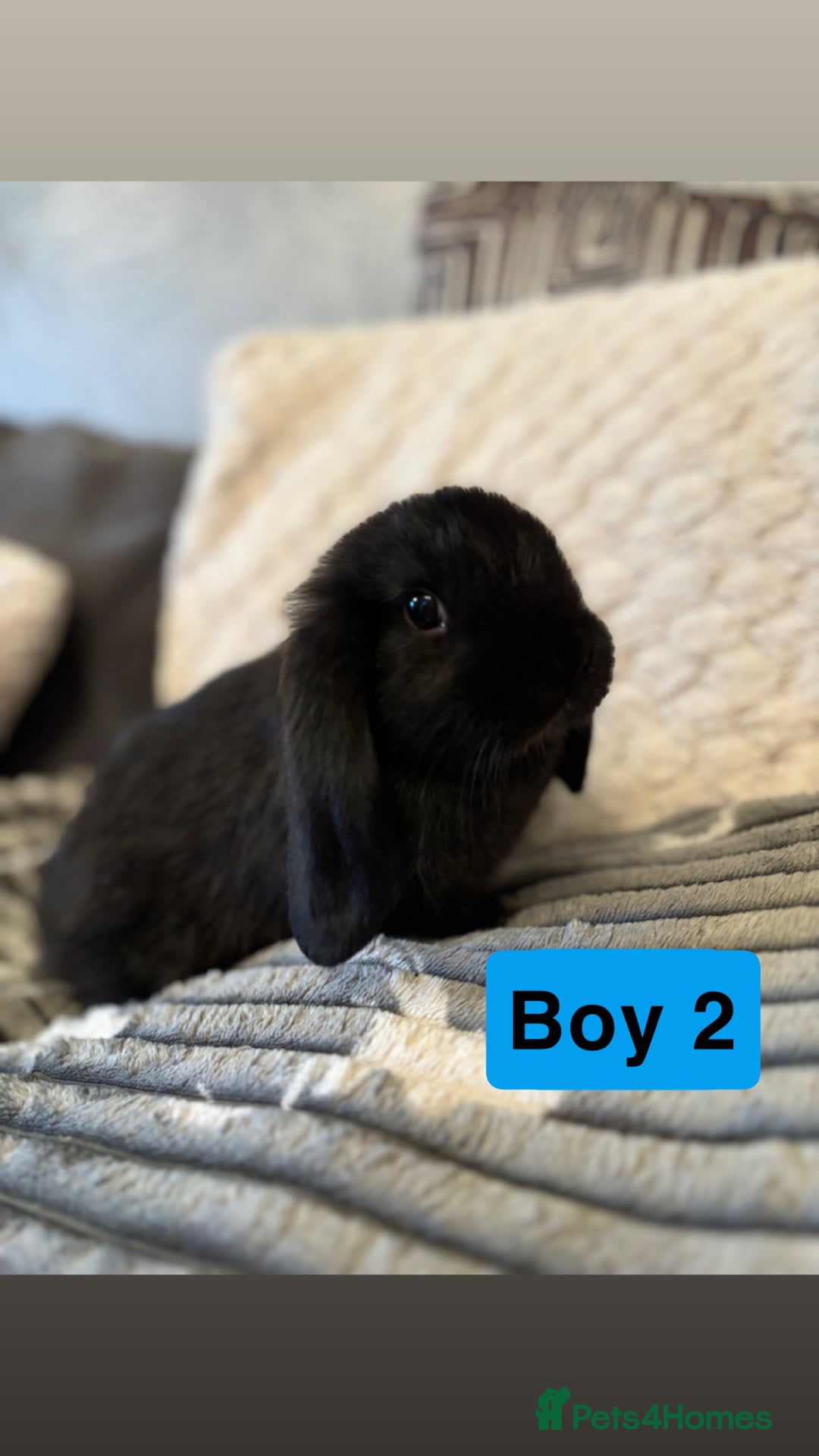 Mini Lop rabbits for sale: 4 Gorgeous Holland Lops😍 - Image 7