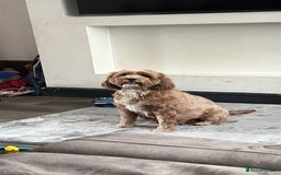 Cavapoo dogs for sale: Cavapoo F1b fully health tested  - Image 6