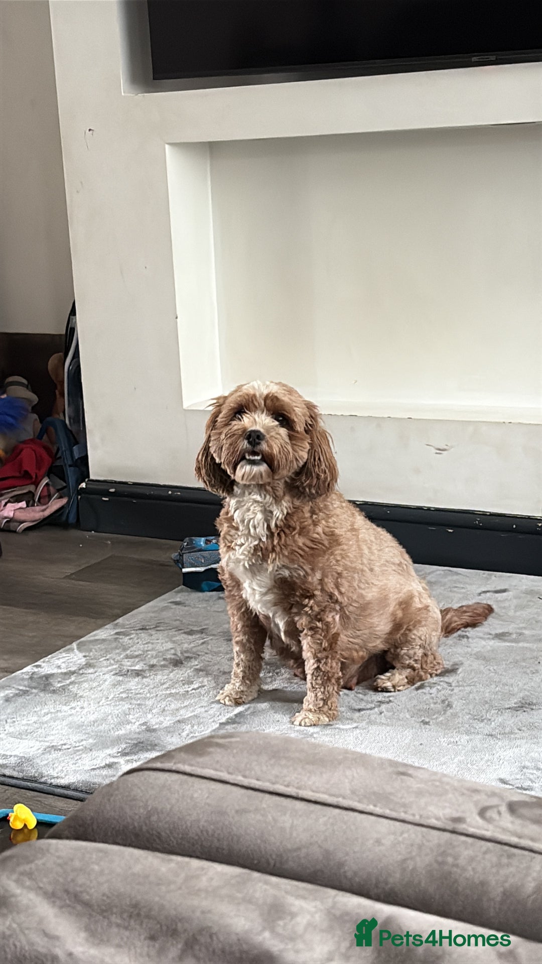Cavapoo dogs for sale: Cavapoo F1b fully health tested  - Image 6