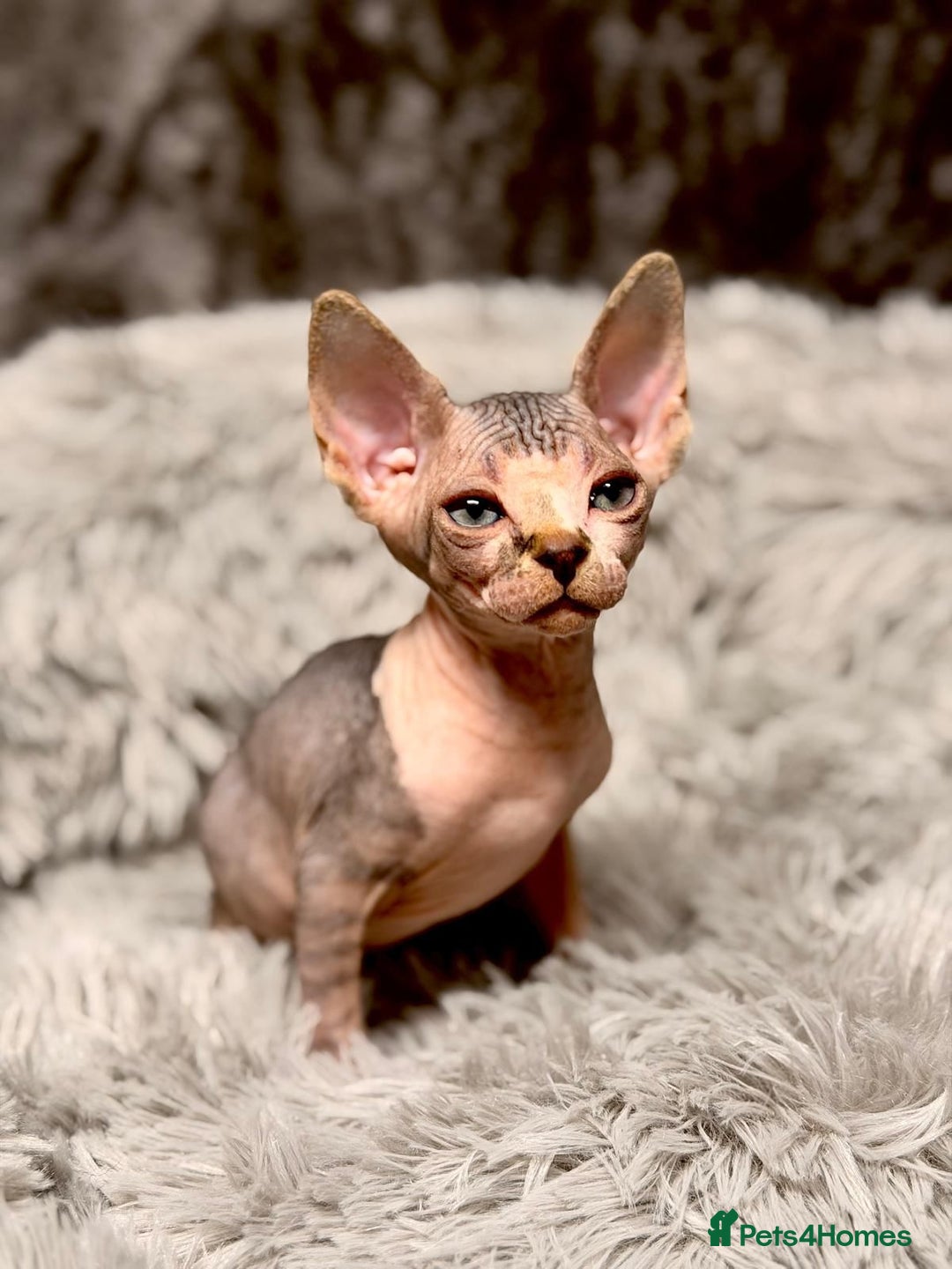 Sphynx cats for sale: TICA Reg Sphynx Kittens, Extensive Genetic Testing - Advert 15