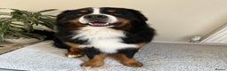Bernese Mountain Dog dogs for stud: Handsome KC-Registered Bernese Mountain Dog  - Advert 5