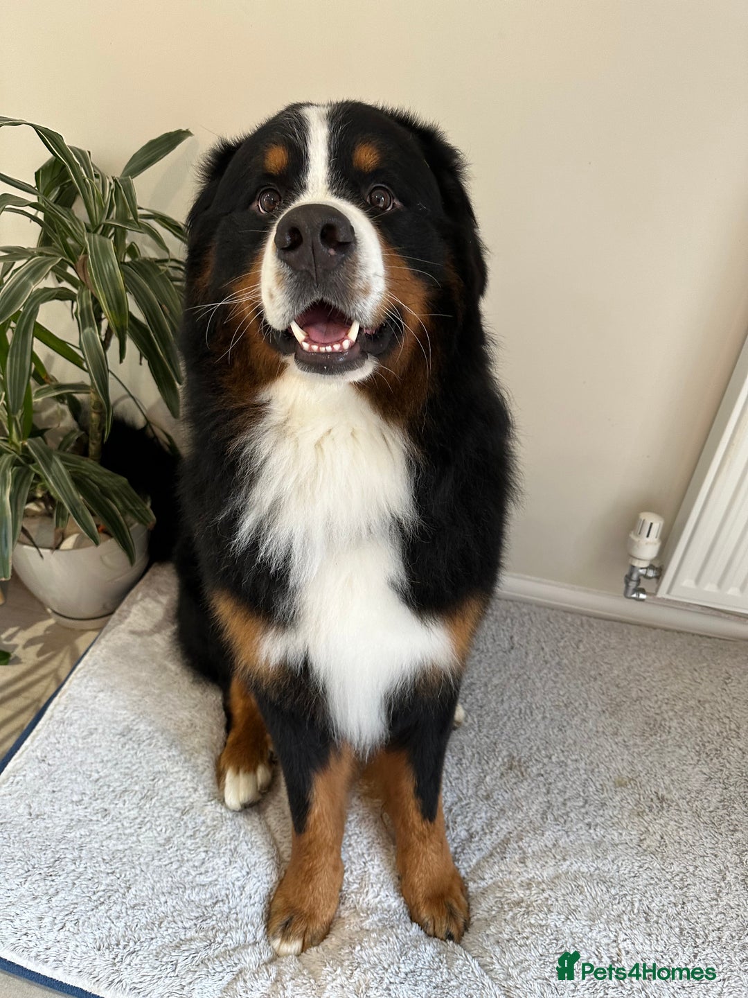 Bernese Mountain Dog dogs for stud: Handsome KC-Registered Bernese Mountain Dog  - Advert 5