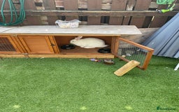 Alaska rabbits for sale: Very friendly Rabbit  - Image 2