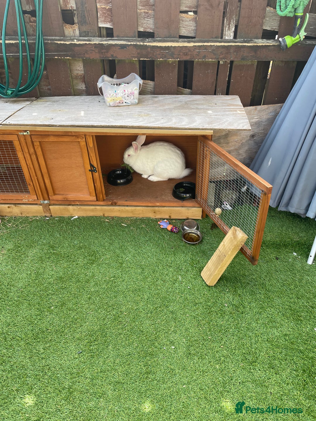 Alaska rabbits for sale: Very friendly Rabbit  - Image 2