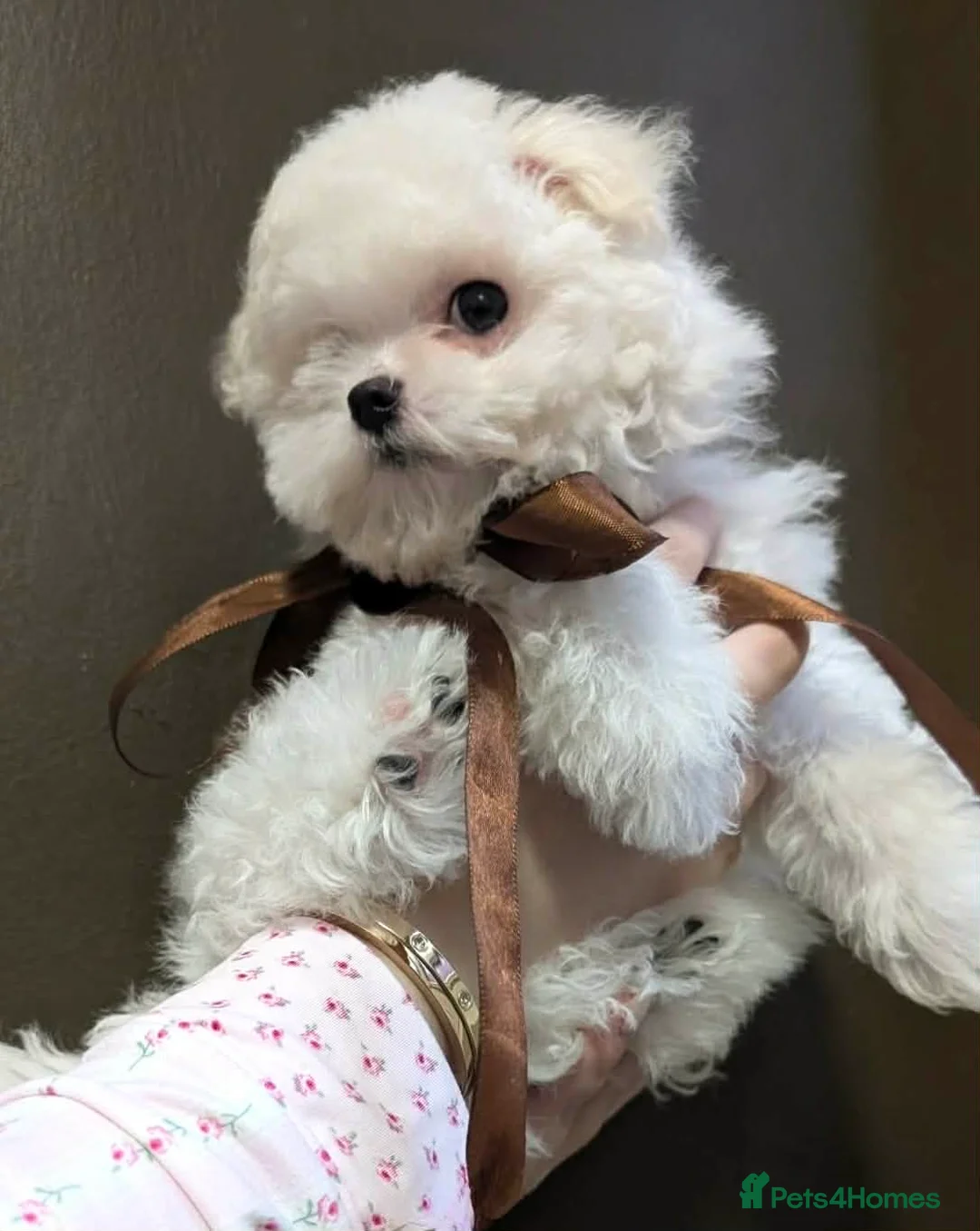 Maltipoo dogs for sale: Exquisite F1 Maltipoo Male - Advert 5
