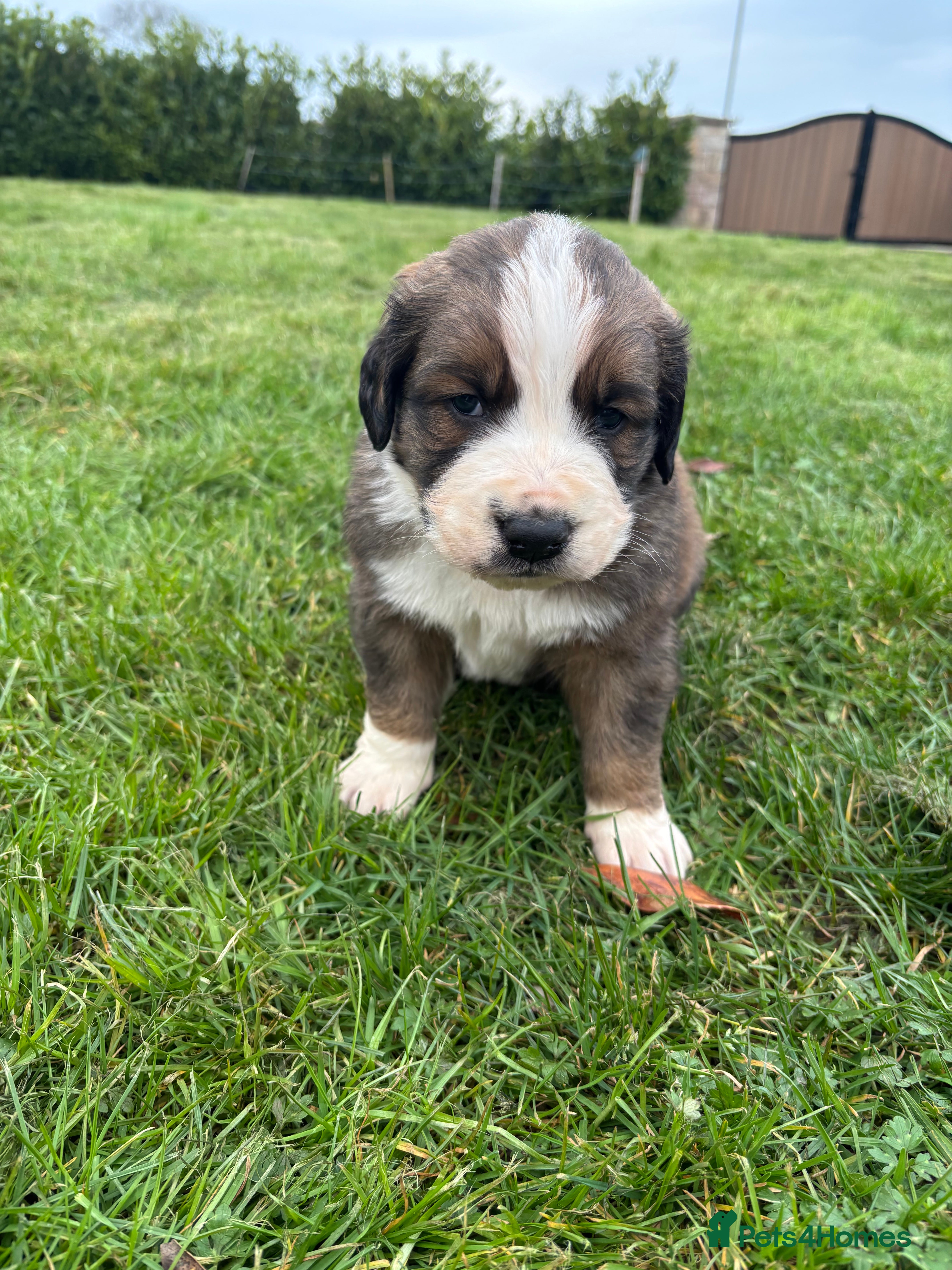 Mixed Breed dogs Saint Bernese pups  - Advert 3